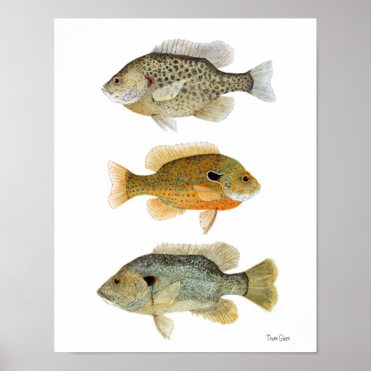 Poster Poisson-soleil - Réchéri, longe et poisson-soleil  (Devant)