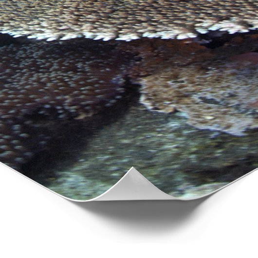 Poster Poisson Sweetlip (Coin)