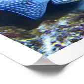 Poster Poisson tropical (Coin)