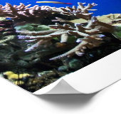 Poster Poisson tropical (Coin)