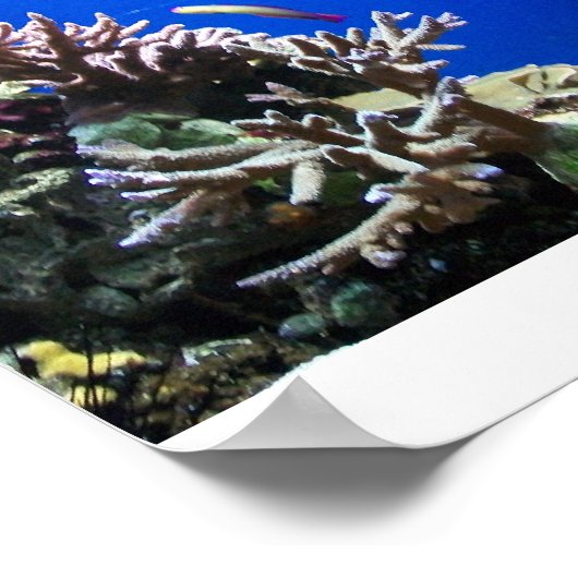 Poster Poisson tropical (Coin)