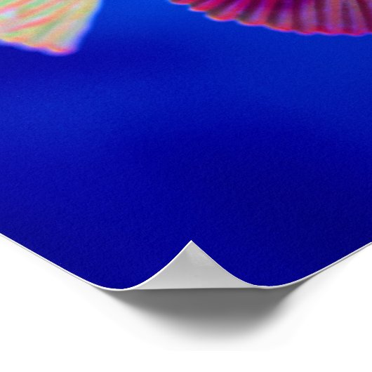 Poster Poisson tropical (Coin)