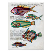 Poster Poisson tropical (Devant)