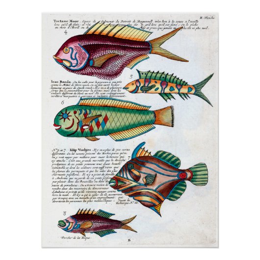 Poster Poisson tropical (Devant)