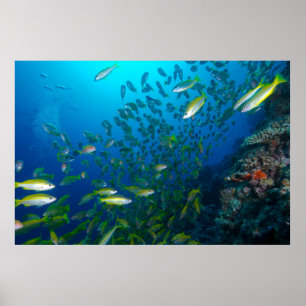 Poster Poisson tropical de la mer de Corail