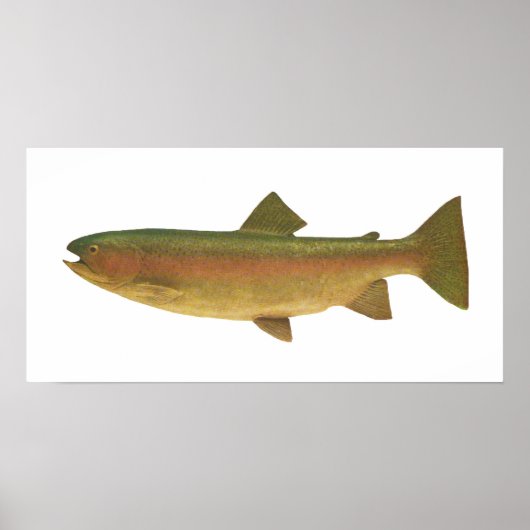 Poster Poisson - Truite arc-en-ciel - Salmo gairdnerii (Devant)