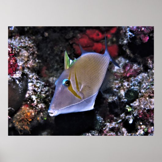 Poster Poisson-verge (Devant)