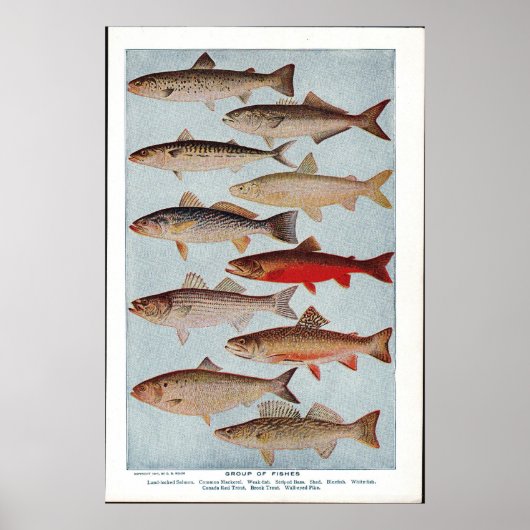 Poster Poisson vintage (Devant)