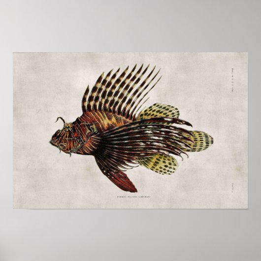 Poster Poisson vintage (Devant)