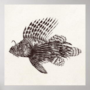 Poster Poisson vintage 1905 Scorpionfish Retro Lion Fish