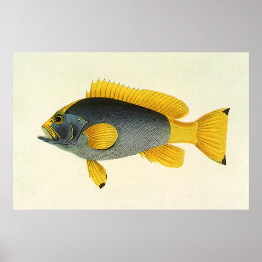 Poster Poisson vintage bleu et jaune, Vie marine (Devant)