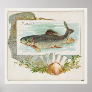 Poster Poisson vintage de Mullet Atlantique (1889)