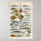 Poster Poisson vintage du monde (Devant)