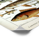 Poster Poisson vintage du monde (Coin)
