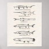 Poster Poisson vintage - Esturgeon et Paddlefish (Devant)