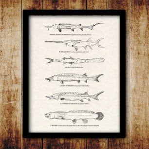 Poster Poisson vintage - Esturgeon et Paddlefish