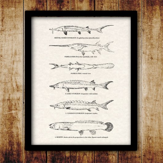 Poster Poisson vintage - Esturgeon et Paddlefish