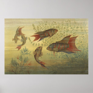 Poster Poisson vintage paradis tropical