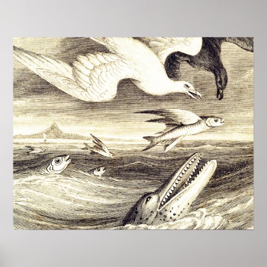 Poster Poisson volant vintage & Gravure d'oiseaux marins (Devant)