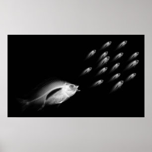 POSTER POISSON XRAY CHASE NOIR GRIS