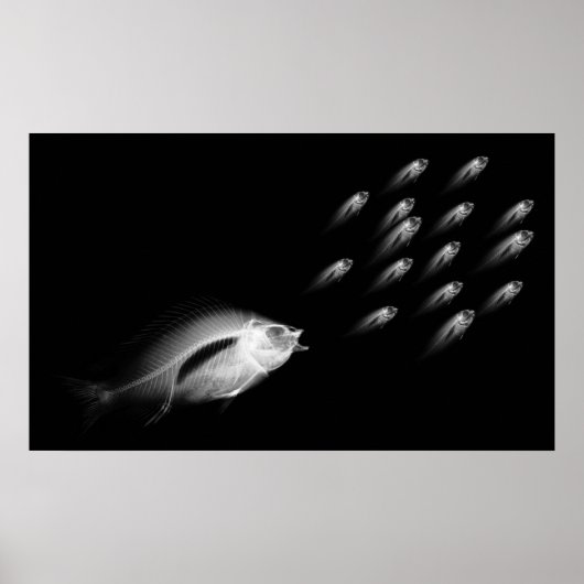 POSTER POISSON XRAY CHASE NOIR GRIS (Devant)