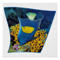 Poissons-anges à la barrière de corail - Design ph