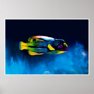 Poster Poissons-anges par Johannes Stötter