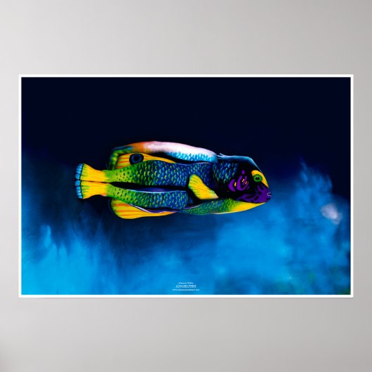 Poster Poissons-anges par Johannes Stötter (Devant)