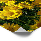 Poster Poissons / Chrysanthème Coronarium (Coin)