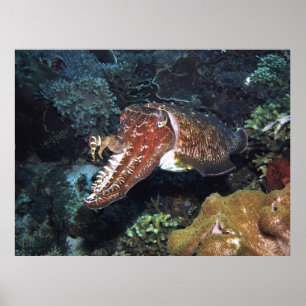 Poster Poissons cuttlefish sur le récif