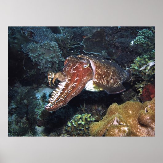 Poster Poissons cuttlefish sur le récif (Devant)