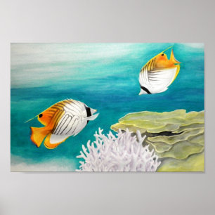 Poster Poissons d'ange