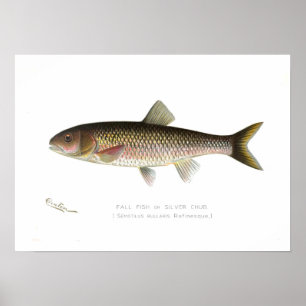 Poster Poissons de chute ou chabot d'argent