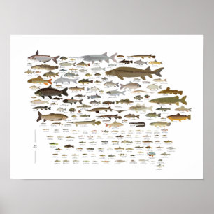 Poster Poissons de l'Iowa