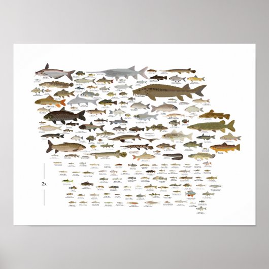 Poster Poissons de l'Iowa (Devant)