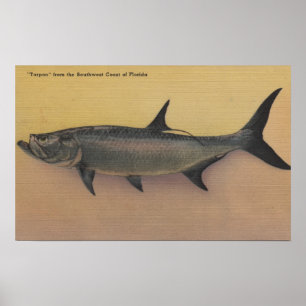 Poster Poissons de tarpon de côte de commutateur de