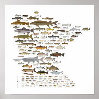 Poster Poissons du Minnesota