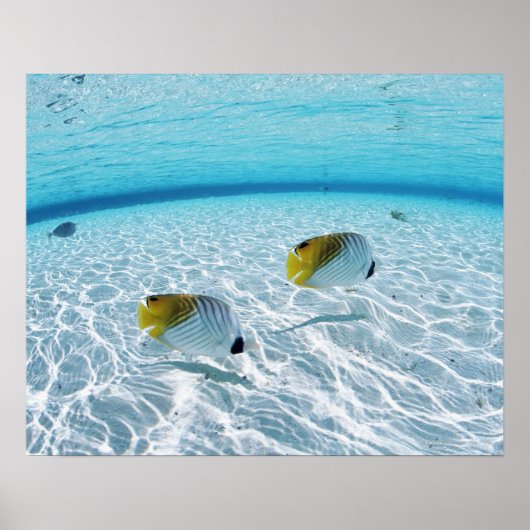 Poster Poissons en mer (Devant)