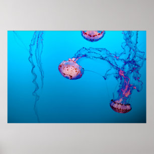 POSTER POISSONS JELLY SOUS L'EAU