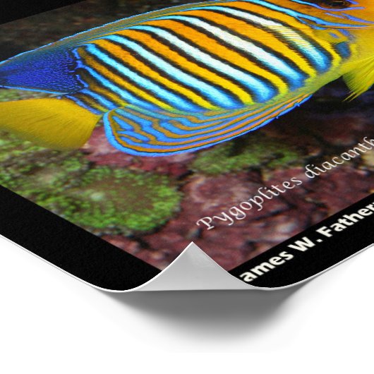 Poster Poissons marins (Coin)