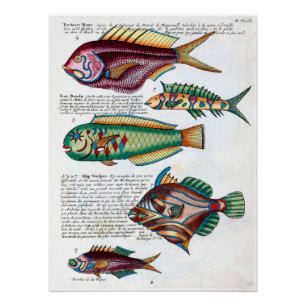 Poster Poissons tropicaux