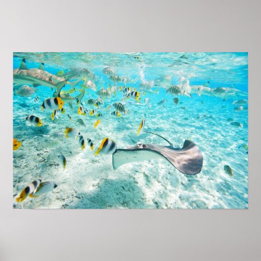 Poster Poissons tropicaux (Devant)