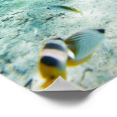 Poster Poissons tropicaux (Coin)