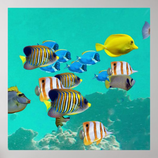 Poster Poissons Tropicaux Colorés Croisant Sur Une Barriè (Devant)