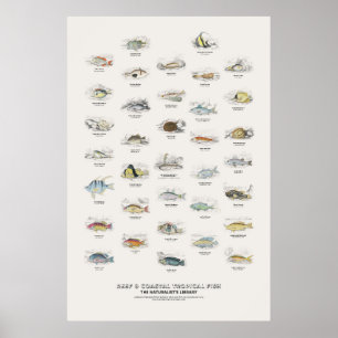 Poster Poissons Tropicaux de Récif et Côtiers - Bibliothè