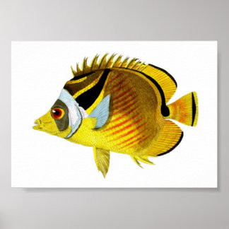 Poster Poissons tropicaux noirs jaunes Imprimer no 4