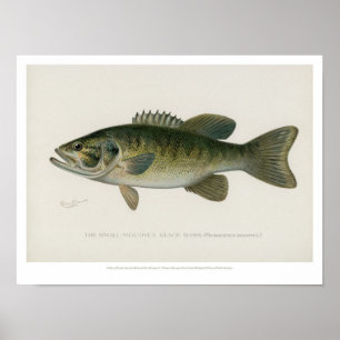 Poster Poissons vintages - Basse Noire