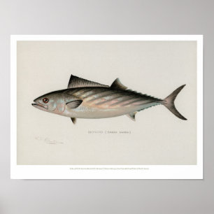Poster Poissons vintages - Bonito