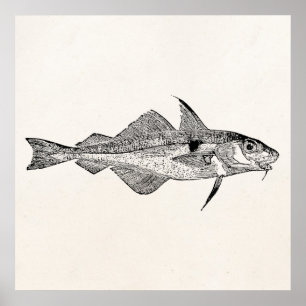 Poster Poissons vintages d'aiglefins - modèle aquatique