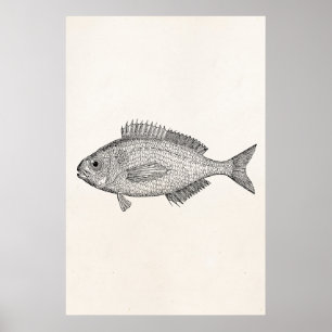Poster Poissons vintages de brème - blanc aquatique de